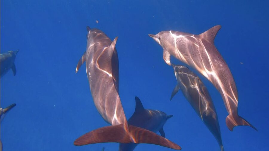 From Waikiki: Turtle Canyon Snorkeling Tour - A small group makes a real difference