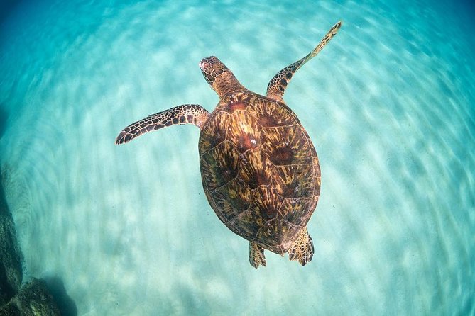 Full Day Oahu Circle Island -Turtle Beach Snorkel at North Shore - Macadamia tastings and Mokolii Island