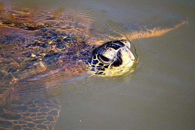 Group Stand Up Paddle Lesson and Tour - Who should book this North Shore paddle?