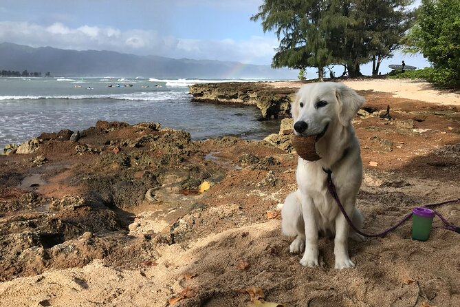 Group Surf Lessons for beginners on the North Shore of Oahu - Practicing the pop-up on dry land
