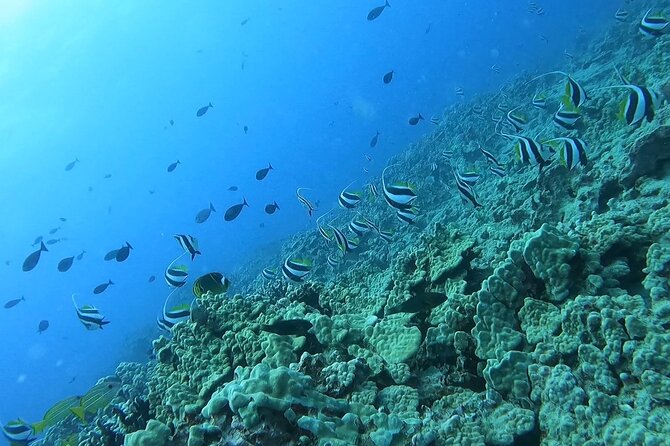 Guided Snorkel Tour for Beginners in Honolulu - Starting at Ala Moana with the basics