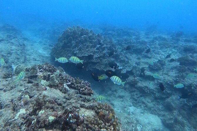 Guided Snorkel Tour for Beginners in Honolulu - Entering a calm Honolulu reef lagoon