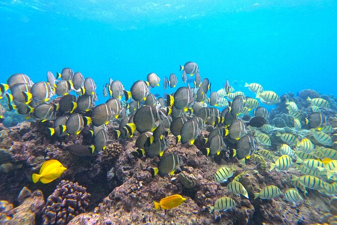 Hanauma Bay Guided Snorkel Tour (with guaranteed entrance time) - Weather, water conditions, and the best time to go