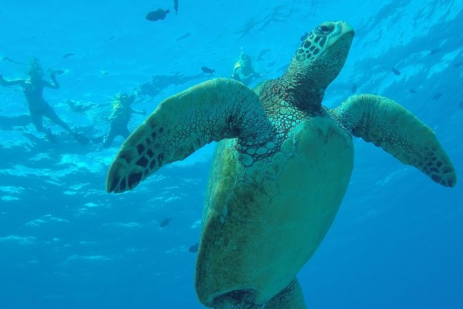 Hanauma Bay Guided Snorkel Tour (with guaranteed entrance time) - What makes the small group useful