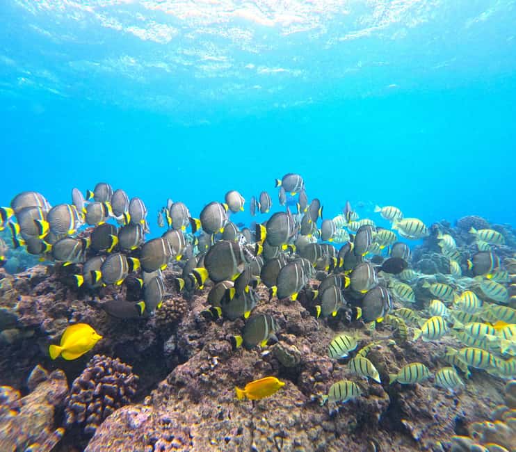Hanauma Bay Guided Snorkel Tour with guaranteed entrance - Small details that make the day easier