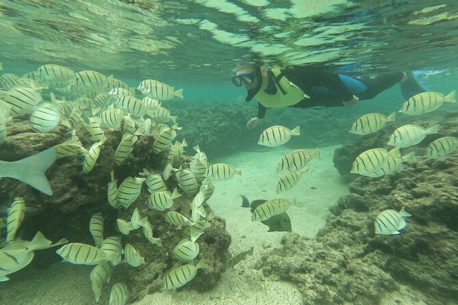 Hanauma Bay Guided Snorkeling Tour with Transportation - Why a guide helps at Hanauma Bay