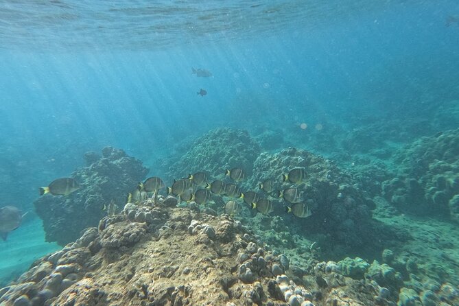 Hanauma Bay Guided Snorkeling Tour with Transportation - One hour over coral and fish