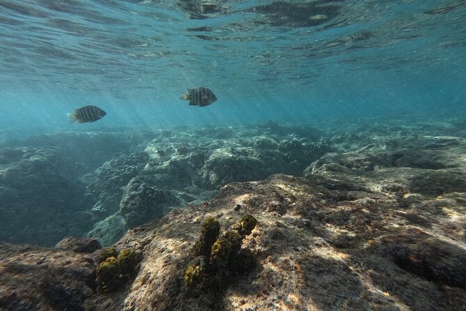 Hanauma Bay Guided Snorkeling Tour with Transportation - Gear, flotation, and comfort