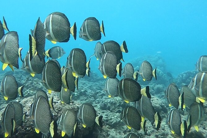 Hanauma Bay Guided Snorkeling Tour with Transportation - Photos that make the short snorkel last longer