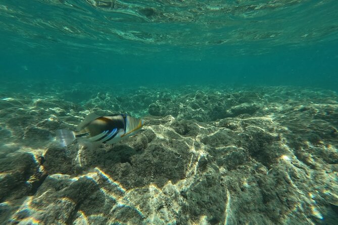Hanauma Bay Guided Snorkeling Tour with Transportation - What the $115 price really buys