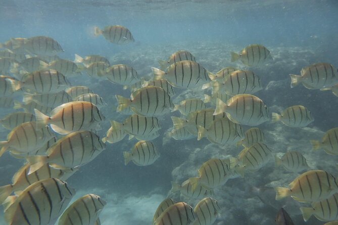Hanauma Bay Guided Snorkeling Tour with Transportation - The limits of a four-hour Hanauma visit