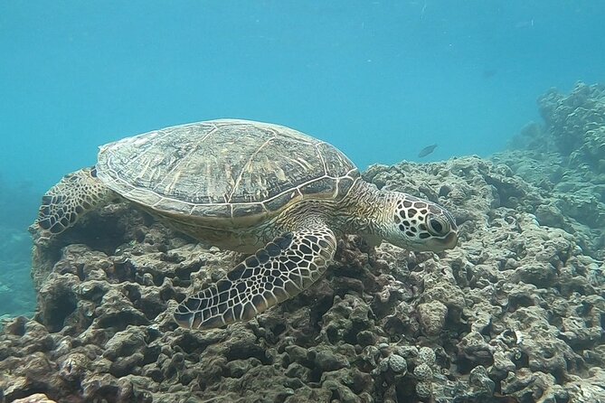 Hanauma Bay Guided Snorkeling Tour with Transportation - The early start at 6:30 AM