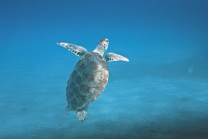 Hanauma Bay Snorkel - Fish, turtles, and the reef habitat