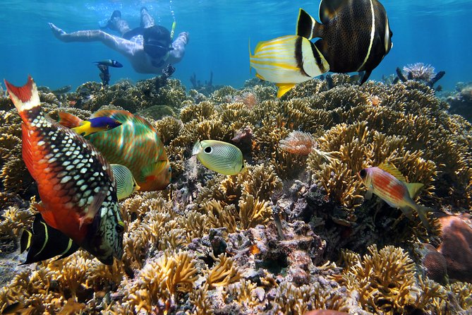 Hanauma Bay Snorkeling - What you see in the water