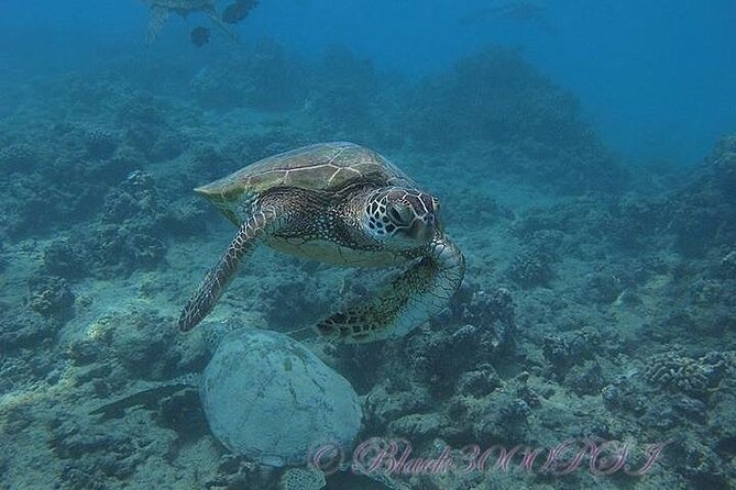 Hawaii DISCOVER Beginner + Certified 2 Tank Shallow Scuba Diving - Calm Instruction Makes the Biggest Difference