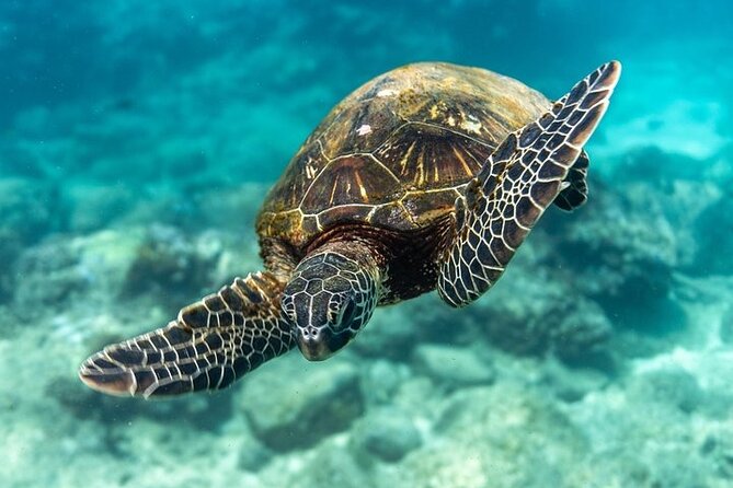 Hawaii DISCOVER Beginner + Certified 2 Tank Shallow Scuba Diving - Morning or Afternoon, Small Group or Private