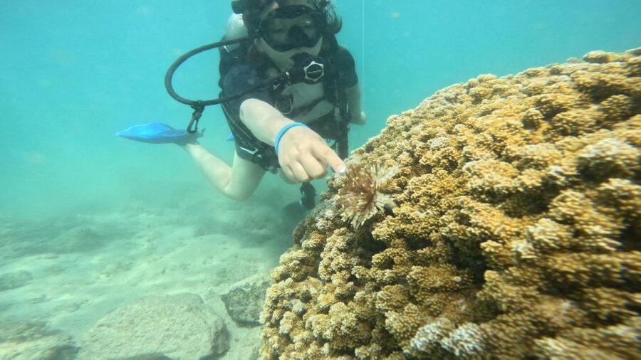 Honolulu: Beginner Scuba Diving Tour With Free Videos - Why Magic Island Lagoon Works for First-Timers