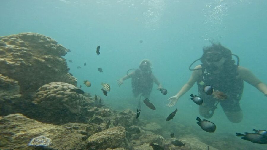Honolulu: Beginner Scuba Diving Tour With Free Videos - Practical Details That Affect Your Day