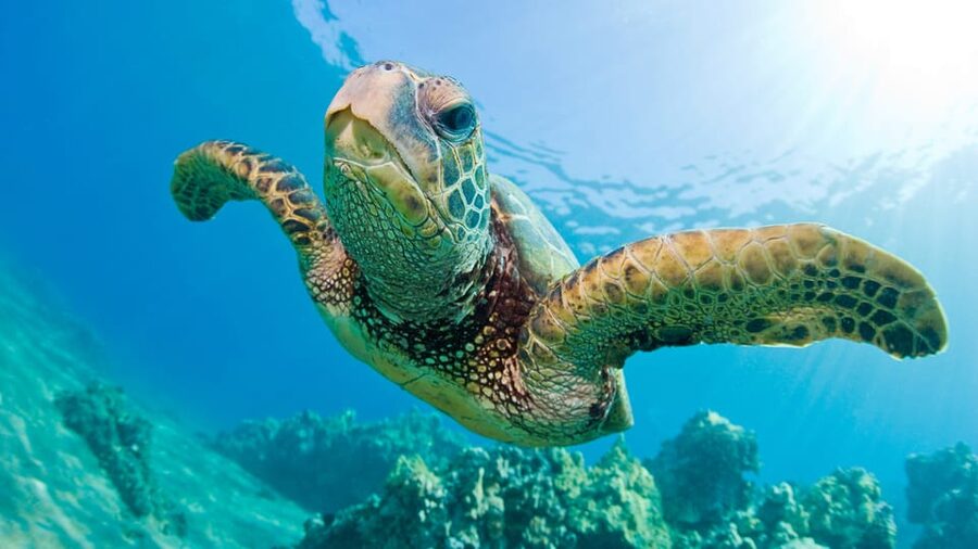 Honolulu: Glass Bottom Boat Tour along Oahu's South Shore - Who will enjoy the Haleiwa Queen most?