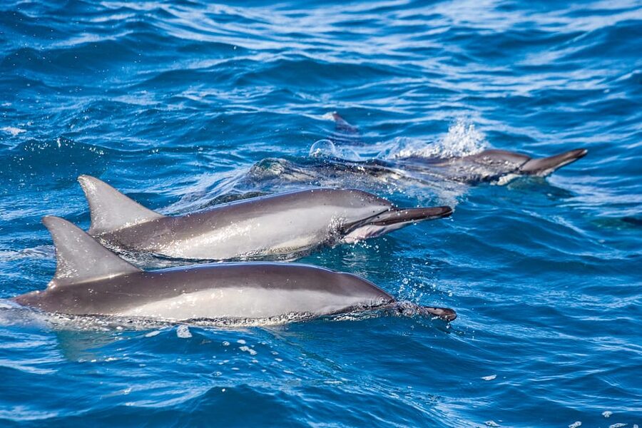 Honolulu: Glass Bottom Boat Tour along Oahu's South Shore - Should you book this South Shore boat tour?