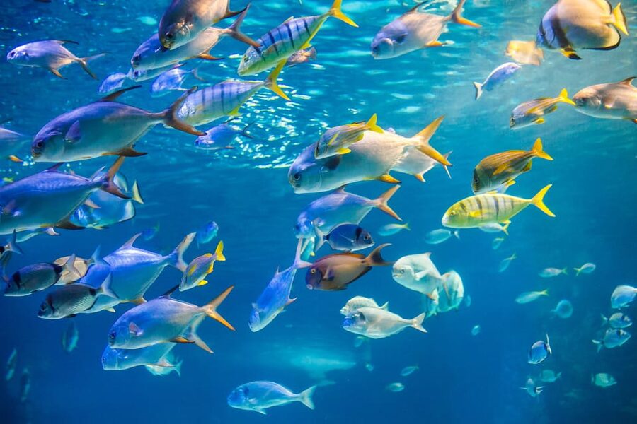 Honolulu: Glass Bottom Boat Tour along Oahu's South Shore - What the glass bottom really looks like