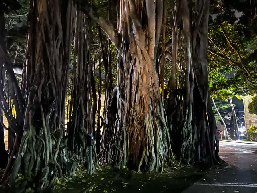 Honolulu Haunts: Ghosts and Spirits Walking Tour - Who will enjoy Honolulu Haunts most