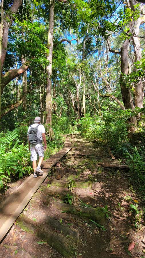 Honolulu: Hawaiian Volcanic Rainforest Hike - Key points at a glance