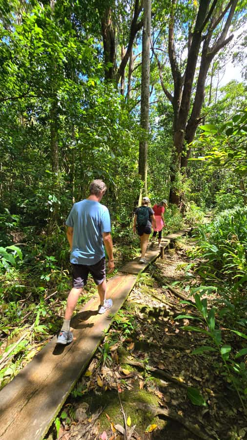 Honolulu: Hawaiian Volcanic Rainforest Hike - A rainforest hike with a real uphill payoff