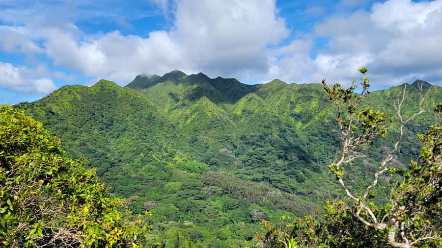 Honolulu: Hawaiian Volcanic Rainforest Hike - The 600-foot climb and what it demands
