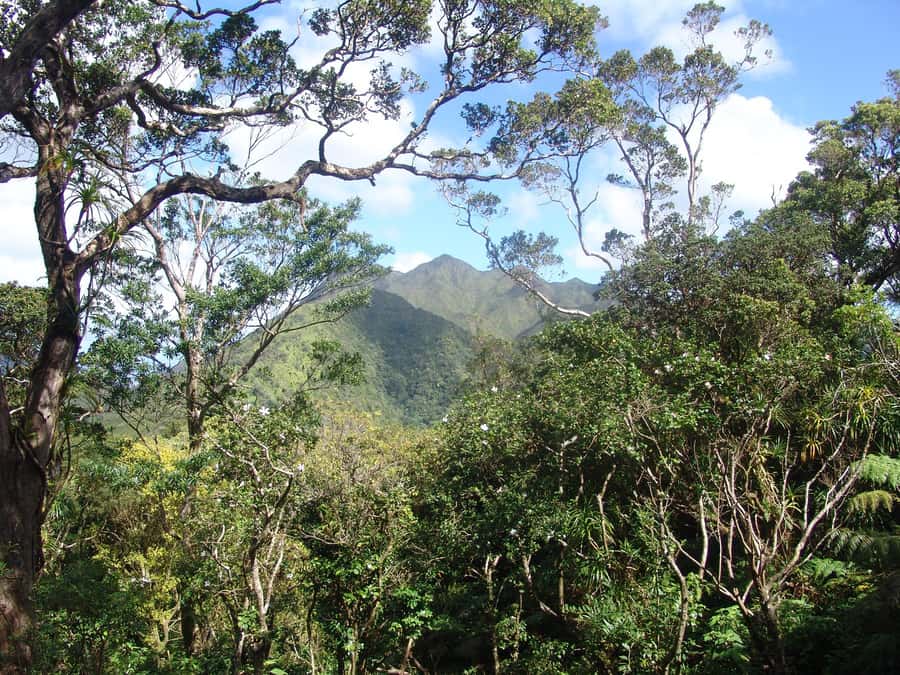 Honolulu: Hawaiian Volcanic Rainforest Hike - Views from Konahuanui to the Pacific