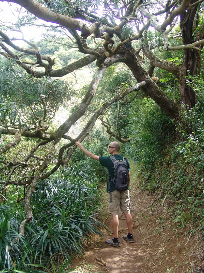 Honolulu: Hawaiian Volcanic Rainforest Hike - Is $90 a fair price?