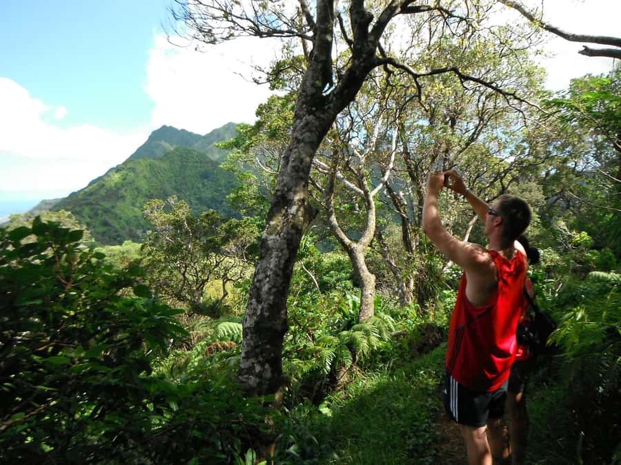 Honolulu: Hawaiian Volcanic Rainforest Hike - Who should book this hike?