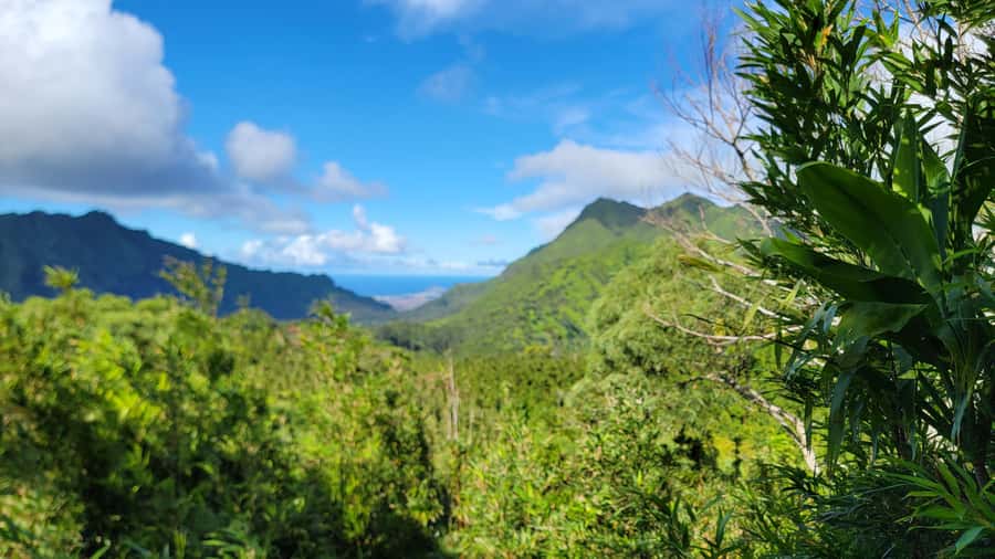 Honolulu: Hawaiian Volcanic Rainforest Hike - Walking beneath Oahu’s native forest