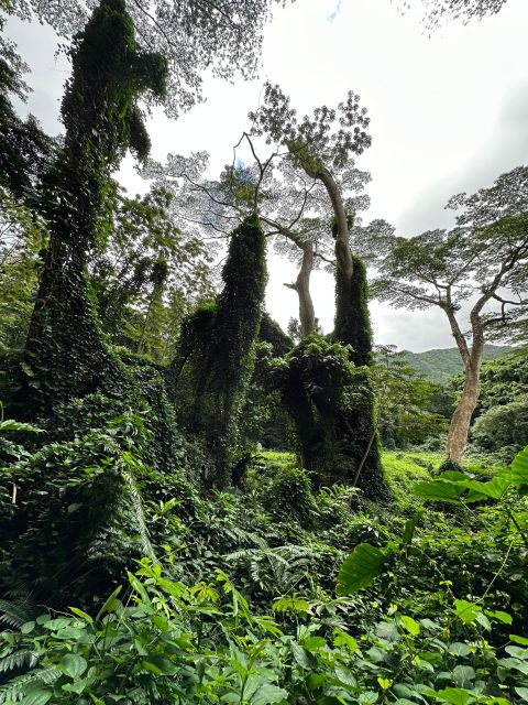 Honolulu: Highlights of Oahu Small Group Tour - The guides shape the day