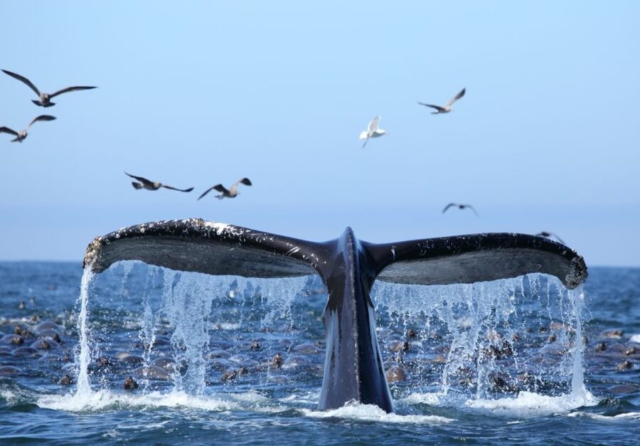 Honolulu, Oahu: Waikiki Whale Watching Cruise - Why Hawaii’s whale season matters
