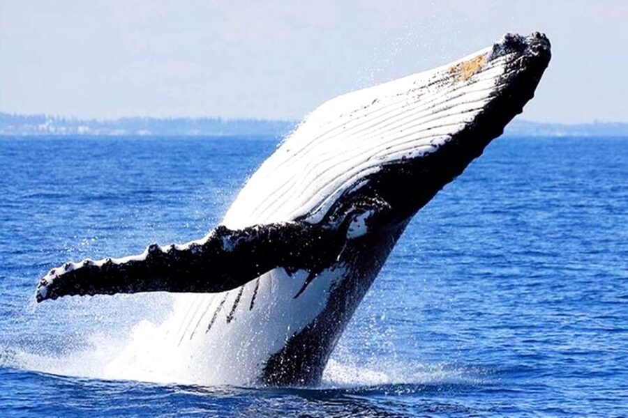 Honolulu, Oahu: Waikiki Whale Watching Cruise - What the whale guarantee really means