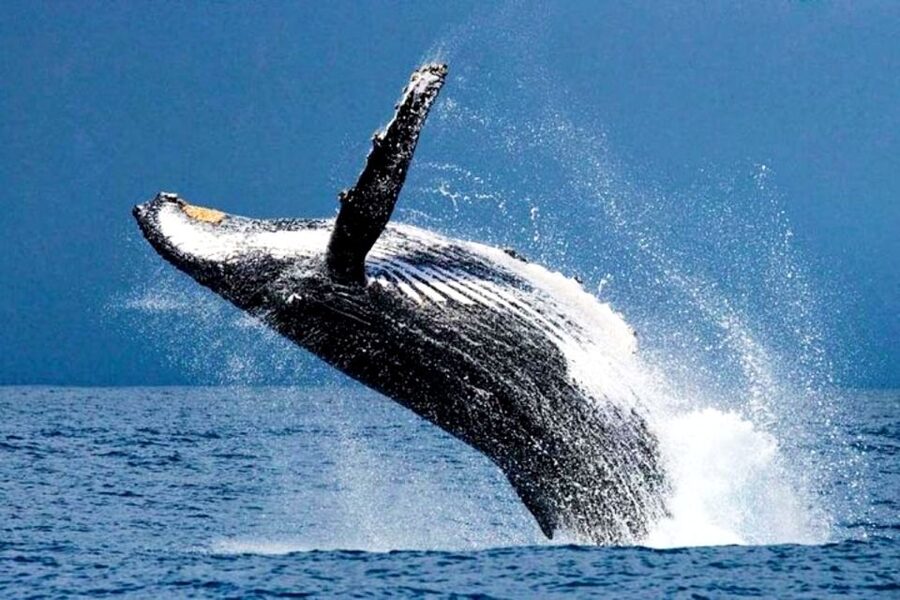Honolulu, Oahu: Waikiki Whale Watching Cruise - A 90-minute ride on the Ocean Intrigue