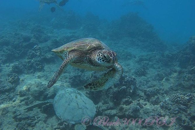 Incredibly Fun Coral Reef Giant Sea Turtles 4hour Boat Scuba Tour - Session two: turtles, fish, and reef creatures