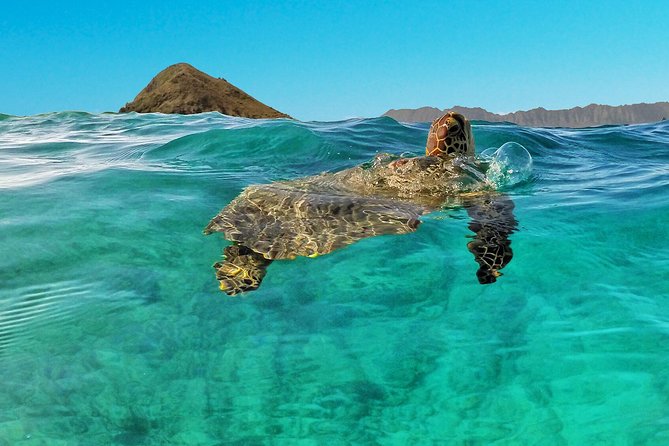 Kailua 2-Hour Guided Kayaking Excursion, Oahu - Starting in Kailua with a short walk to the beach