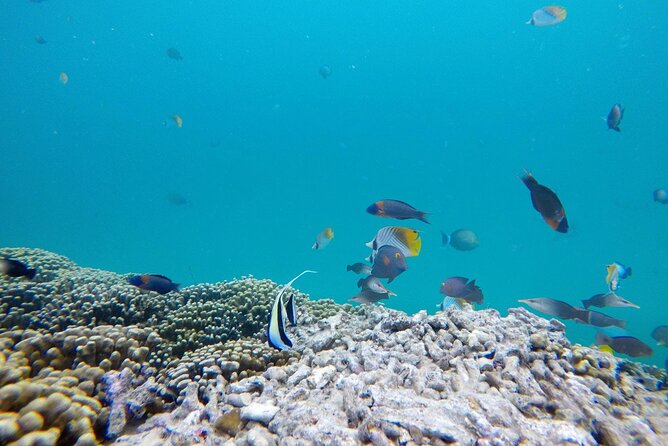 Kaneohe Sandbar Snorkeling Tour - 1st Tour - Who will enjoy this Kaneohe Sandbar tour most?