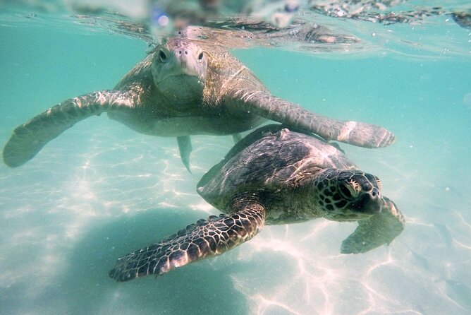 Kaneohe Sandbar Snorkeling Tour - 1st Tour - Booking details, weather, and cancellation