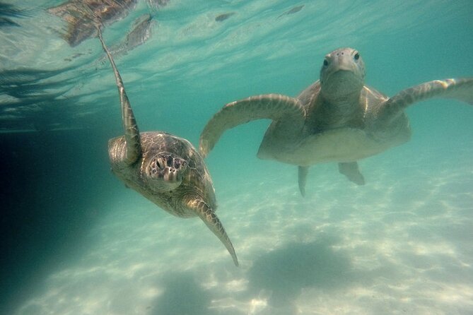 Kaneohe Sandbar Snorkeling Tour - 2nd Tour - Two hours at the sandbar: swim, float, and paddle board