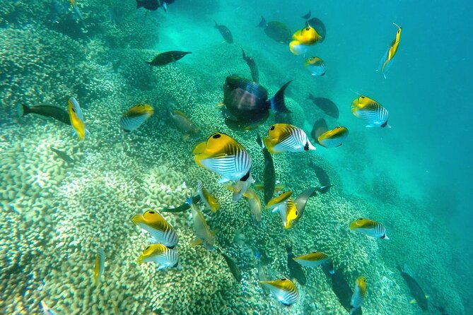 Kaneohe Sandbar Snorkeling Tour - 2nd Tour - Snorkeling for turtles, fish, and reef life