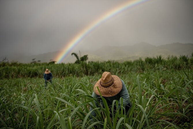 Kō Hana Hawaiian Rum Distillery Tour and Tasting for One - The Observation Deck and Barrel Room