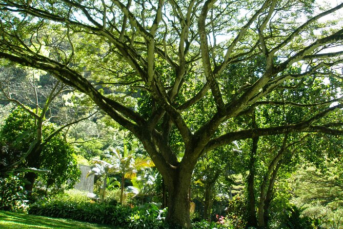 Ko Olina to North Shore Experience -Waimea Falls, Beaches & more - Haleiwa, shave ice, and a slower pace
