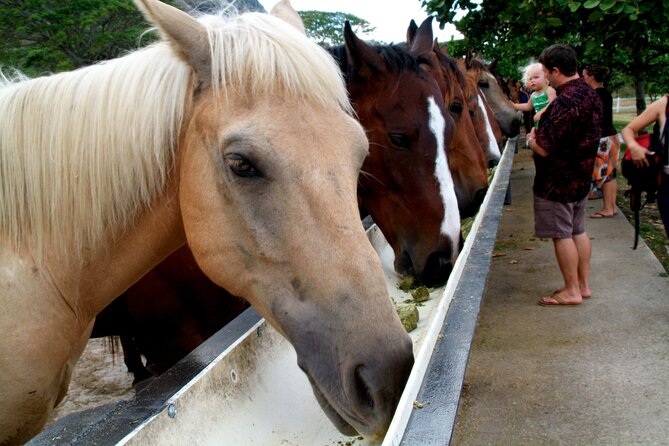 Kualoa Ranch - Horseback Walking Tour - The views from the saddle