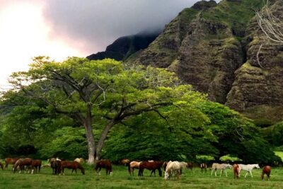 Horseback Walking Tour