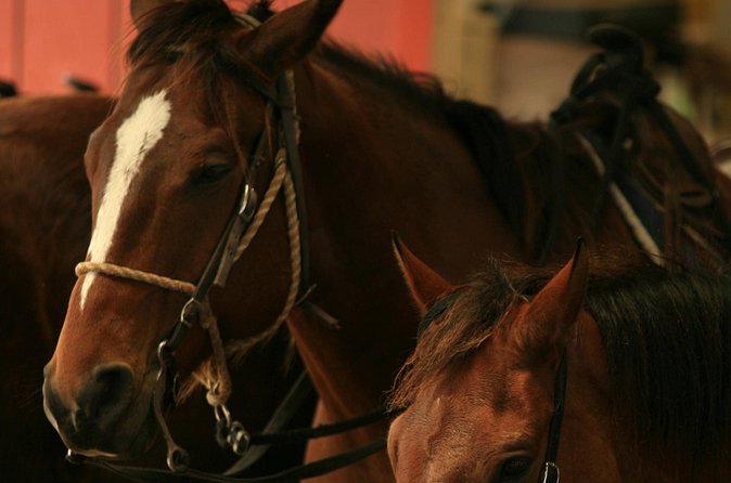 Kualoa Ranch - Horseback Walking Tour - My verdict on Kualoa Ranch horseback riding
