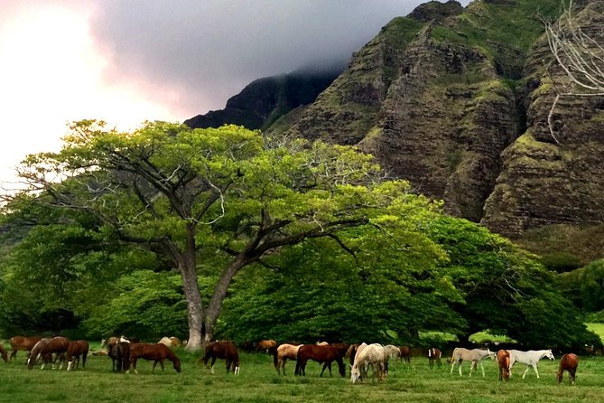 Kualoa Ranch - Horseback Walking Tour - What the two-hour route actually gives you