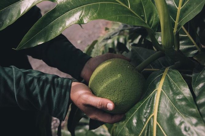 Kualoa Ranch - Kualoa Grown Tour - Price, group size, and what you receive